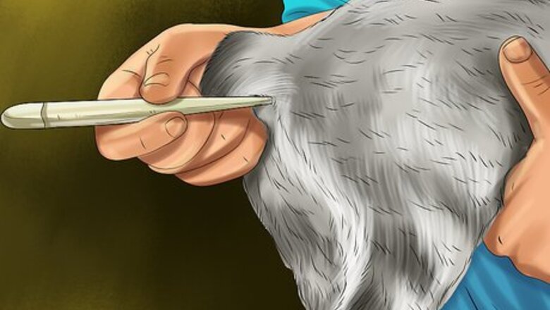 How to Diagnose and Treat Feline Toxoplasmosis