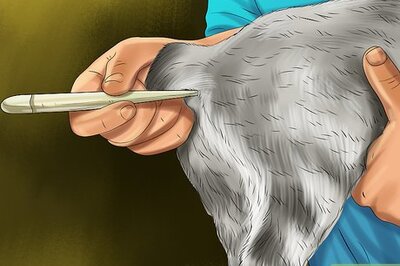 How to Diagnose and Treat Feline Toxoplasmosis