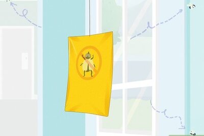 How to Keep Flies Away From You and Your Room