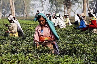 West Bengal Tea Workers Not Getting Wages, State ‘Lapses’ Blamed