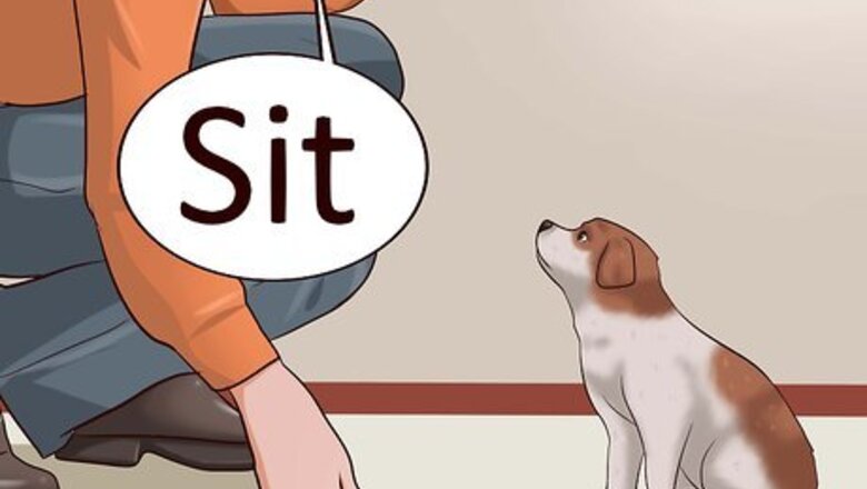 How to Teach Your Puppy to Lie Down