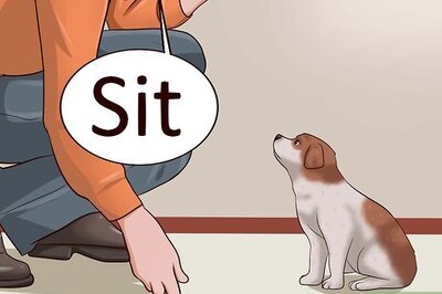 How to Teach Your Puppy to Lie Down