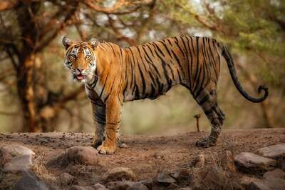 Foul Play in Recent Tiger Deaths in Panna? National Tiger Conservation Authority Panel to Begin Probe