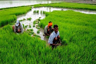 Retail Inflation for Farm and Rural Workers Eases in January