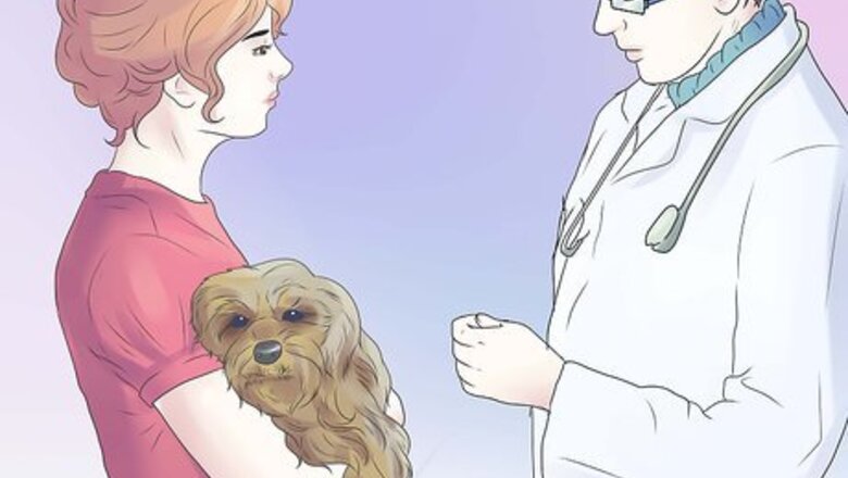 How to Remove Ear Mites from a Dog