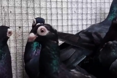 Bird Enthusiast Suggests Ways To Save Madurai’s Native Katta Mooku Pigeon From Extinction