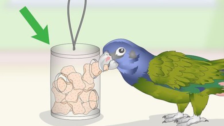 How to Keep a Pionus Parrot Entertained