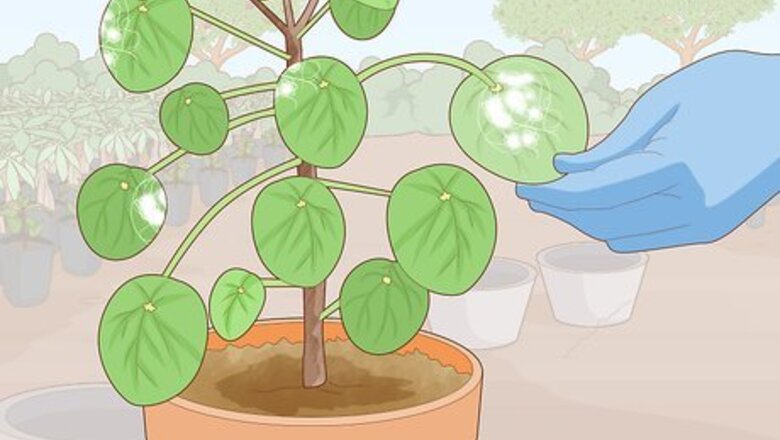 How to Avoid Mealybugs