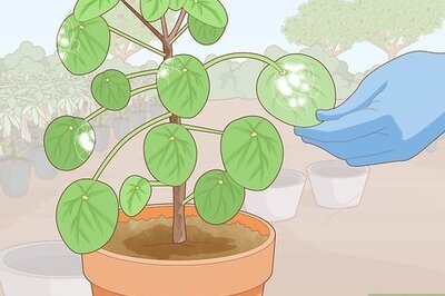 How to Avoid Mealybugs