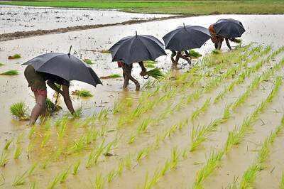 Sowing gathers pace as monsoon delivers ample rainfall