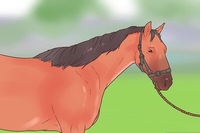 How to Put on a Horse's or Pony's Rug