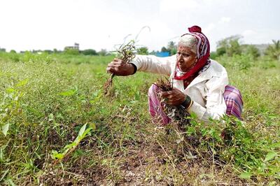 Copious Monsoon Rains Spur Summer Crop Sowing in India, Farmers Plant 79.9 Million Hectares So Far