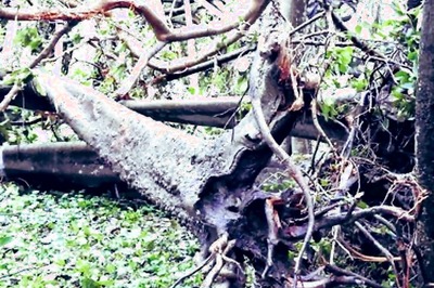 Cyclone Amphan Damages World's Largest Banyan Tree in Howrah Botanical Garden