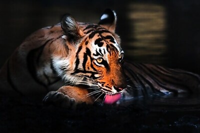 Man killed after being attacked by tiger