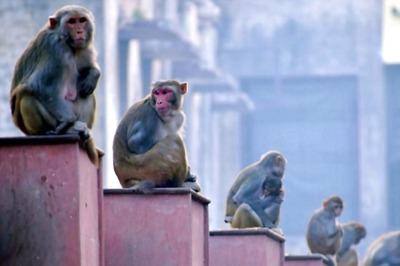 Helping Hand: Delhi Cops Feed Hungry Birds, Monkeys to Help Them Survive Lockdown
