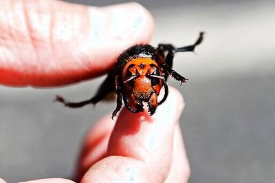 Signs Of Asian Giant Hornet Nest Found In Washington State