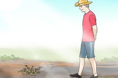 How to Harvest Purslane