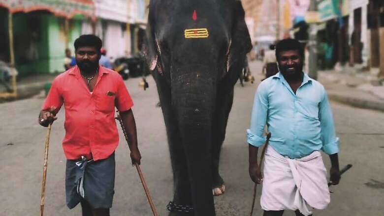 Assam Elephant Kept at Tamil Nadu Rehab After She Killed Her Mahout to be Finally Sent Home