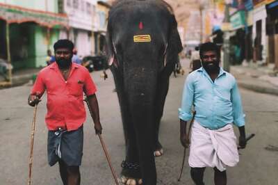 Assam Elephant Kept at Tamil Nadu Rehab After She Killed Her Mahout to be Finally Sent Home