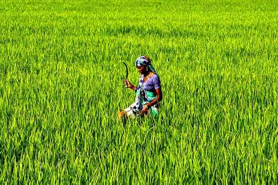 Budget 2019: As Agriculture Sector Gasps for Breath, Will Nirmala Sitharaman Give the Nod to Liberalisation?