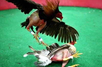 Madras High Court Allows Cock Fight in Thiruvallur, But Conditions Apply