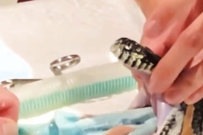 Old Video Of Python Swallowing Beach Towel Reminds Humans Why They Shouldn't Littern Their Habitat