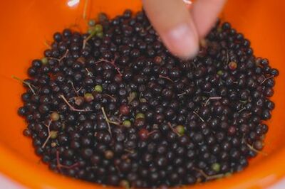 How to Dry Elderberries in the Oven