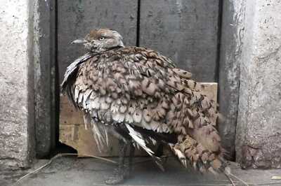 Explaining the Houbara Bustard Hunting in Pakistan