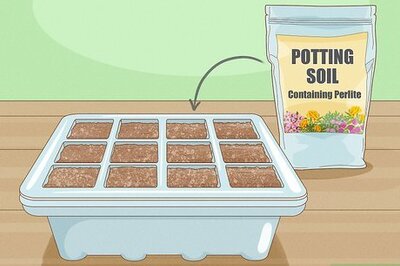 How to Grow Chili Peppers Indoors