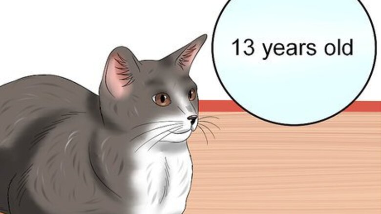 How to Diagnose High Thyroid Levels in a Cat