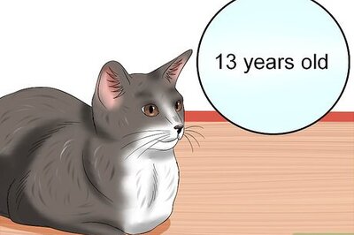 How to Diagnose High Thyroid Levels in a Cat