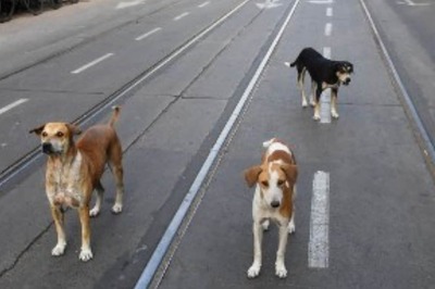 Gwalior Man Beats Dog With Iron Rod, Chops it Into Pieces as 'Revenge' for Disfiguring Son's Face, Booked