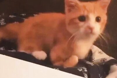 'Cutest Thing Ever': Mom Makes a Cat Scrapbook After Daughter Leaves Feline With Her