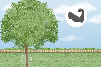 When and How to Prune Pecan Trees
