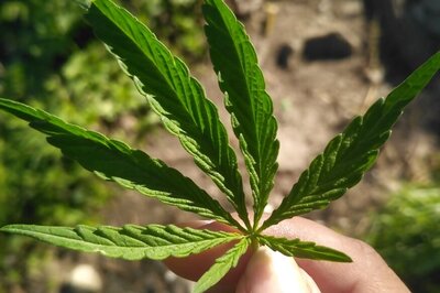 Canada Lawmakers Vote to Legalise Cannabis, First Among G7 Countries