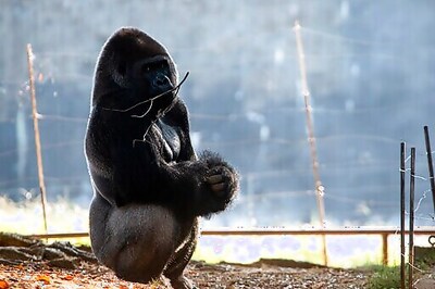 18 Of 20 Gorillas At Atlanta's Zoo Have Contracted COVID