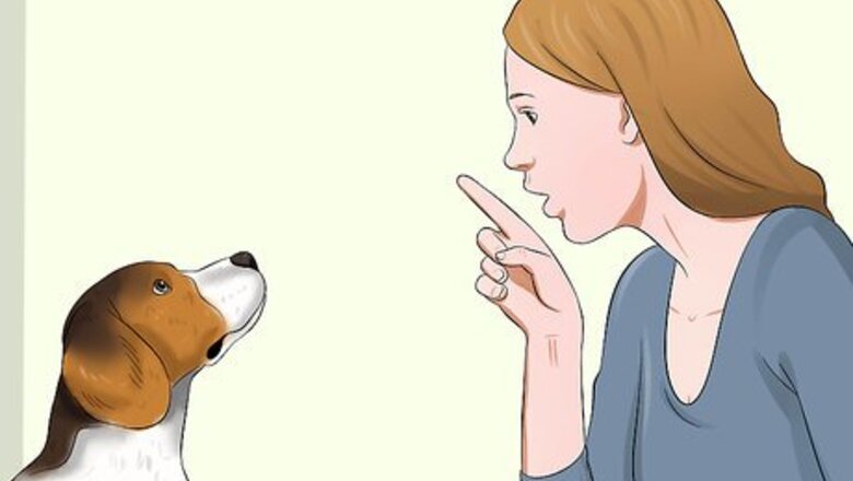 How to Deal with Having a Visually Impaired Dog