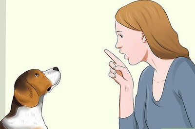 How to Deal with Having a Visually Impaired Dog