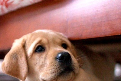 Tips To Ease Your Pets' Storm Anxiety