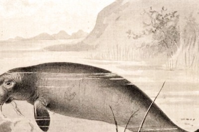 Fossil Of Prehistoric Sea Cow, Attacked By Tiger Shark And Croc, Found In Venezuela