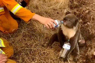 Thousands Sign Petition for Transfer of Australian Koalas to New Zealand Amid Bushfire Chaos