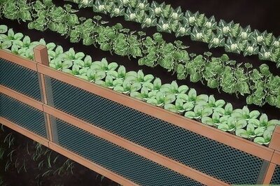 How to Keep Animals Out of Your Vegetable Garden