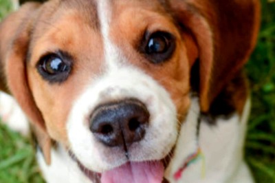 Tips to Make Today Fun For Your Furry Friend