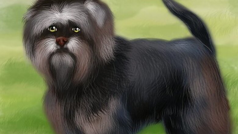 How to Identify an Affenpinscher