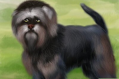 How to Identify an Affenpinscher