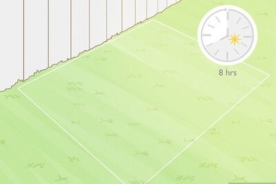 How to Grow Lavender