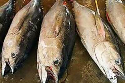 Fatty fish may reduce kidney cancer risk
