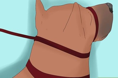 How to Train a Doberman Pinscher