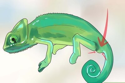 How to Tell if a Chameleon Is Male or Female