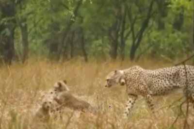 Cheetahs Set To Roam Free Again In Kuno After Year-long Enclosure Stay